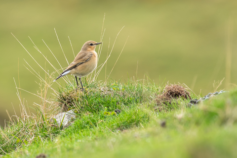 Traquet motteux (Oenanthe oenanthe)