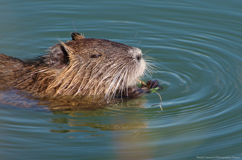 Ragondin - Myocastor coypus