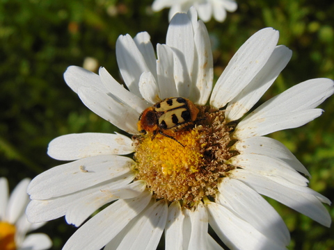 Trichius gallicus