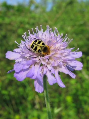 Trichius gallicus
