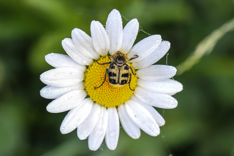 Trichius gallicus, la Trichie gauloise, ou Trichie de France, ou Trichie du rosier