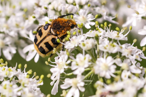 Trichius gallicus, La Trichie gauloise, ou Trichie de France, ou Trichie du rosier 
