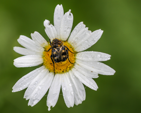 Trichius rosaceus, la Trichie commune