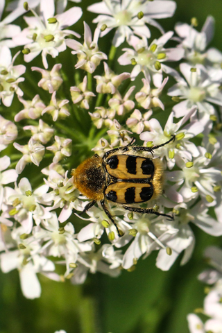 Trichius rosaceus, la Trichie commune