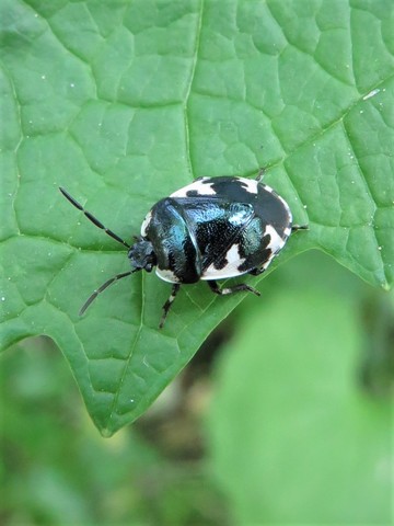 Tritomegas rotundipennis
