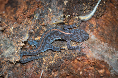 Triton alpestre (Ichthyosaura alpestris)