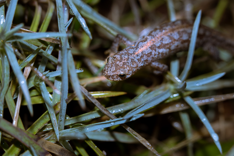 Triton alpestre 