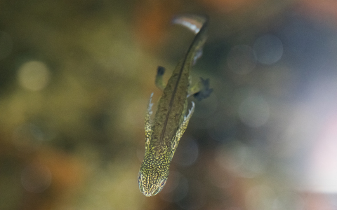 Triton palmé - Lissotriton helveticus