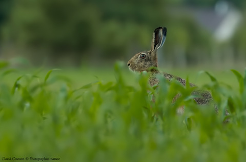 Lièvre d'Europe - Lepus europaeus