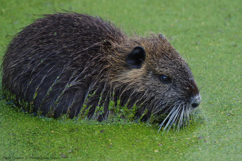 Ragondin - Myocastor coypus