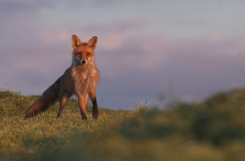 Renard roux - Vulpes vulpes