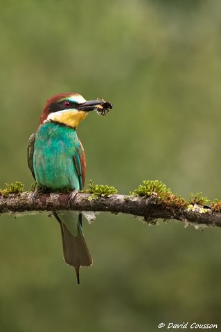Guêpier d'Europe - Merops apiaster