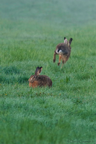 Lièvre d'Europe - Lepus europaeus