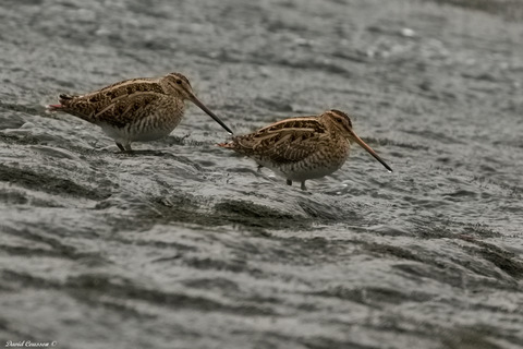 Bécassine des marais - Gallinago gallinago