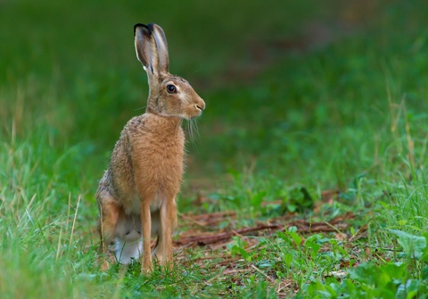 Un joli lièvre se promène sur le chemin des lapins de garenne