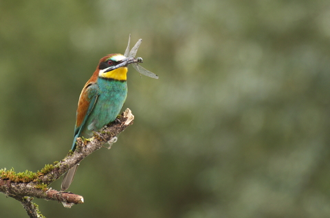 Guêpier d'Europe - Merops apiaster