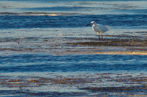 Une belle aigrette Garzette au soleil couchant dans les étangs du val de saône.
