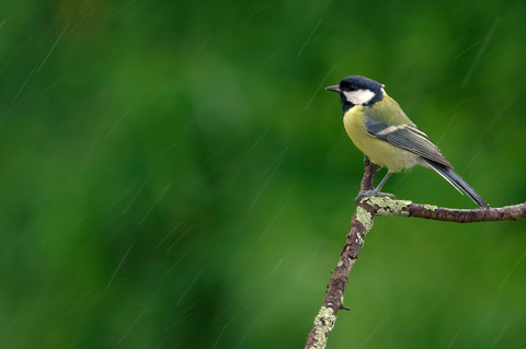 Une petite douche oour cette mésange charbonnière 