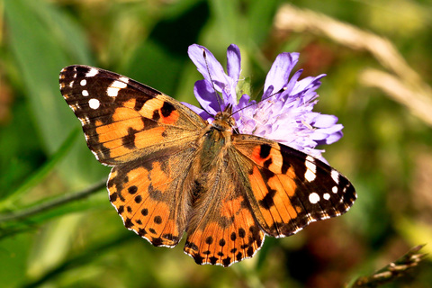 Vanessa cardui