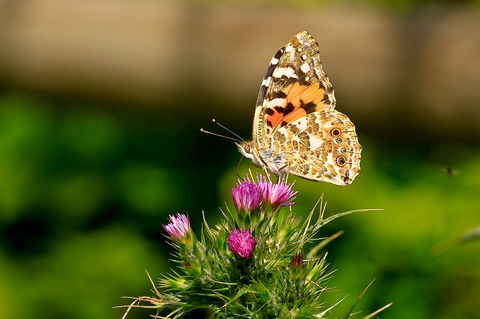 Vanessa cardui