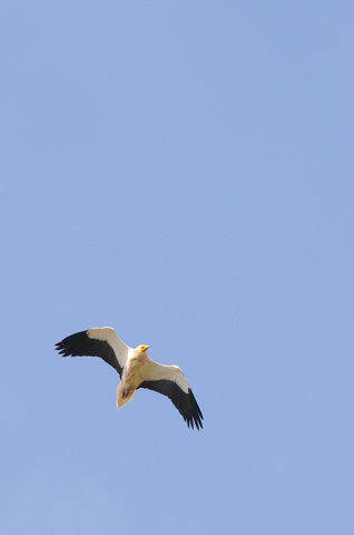 Vautour percnoptère - Neophron percnopterus
