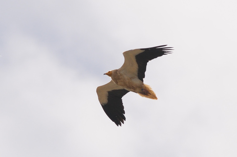 Vautour percnoptère - Neophron percnopterus