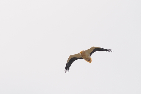 Vautour percnoptère - Neophron percnopterus