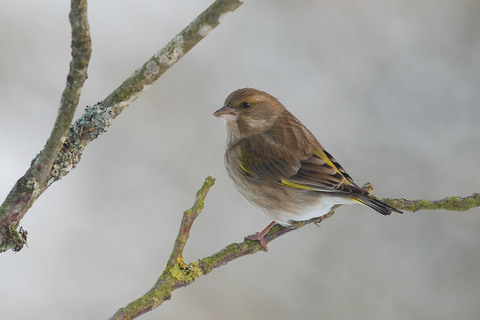 Verdier d'Europe - Carduelis chloris - femelle