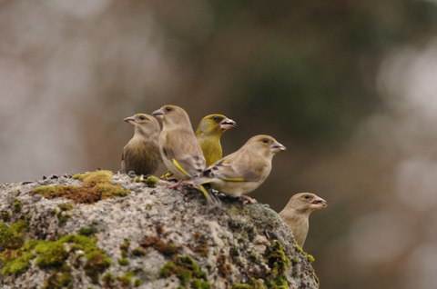 Verdier d'Europe - Carduelis chloris - mâle et femelles