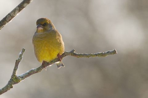 Verdier d'Europe - Carduelis chloris - mâle