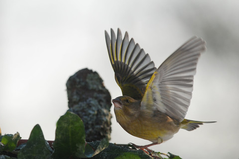 Verdier d'Europe - Carduelis chloris