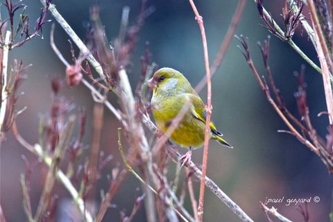 Verdier d'Europe (Carduelis chloris)