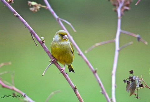 Verdier d'Europe (Carduelis chloris)