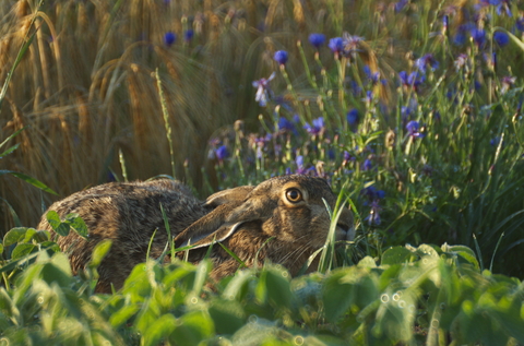 Lièvre d'Europe - Lepus europaeus