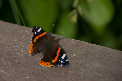 Vulcain (Vanessa atalanta)
