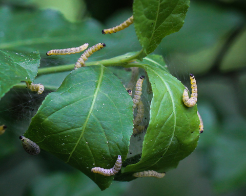 Yponomeuta padella, l'Hyponomeute du cerisier