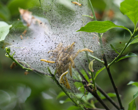 Yponomeuta padella, l'Hyponomeute du cerisier