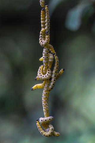 Yponomeuta padella, L'Yponomeute du cerisier