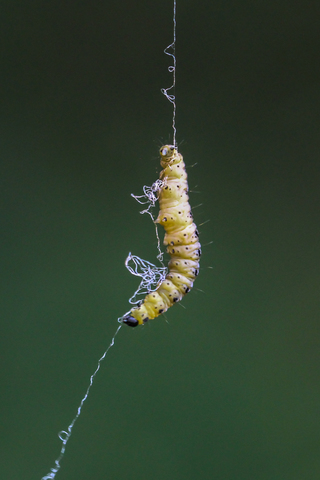 Yponomeuta padella, l'Yponomeute du cerisier