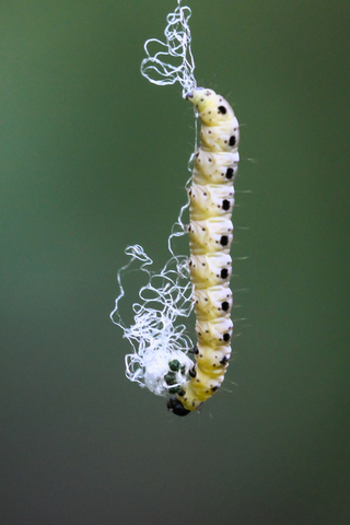 Yponomeuta padella, l'Yponomeute du cerisier