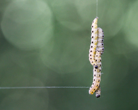 Yponomeuta padella, l'Yponomeute du cerisier