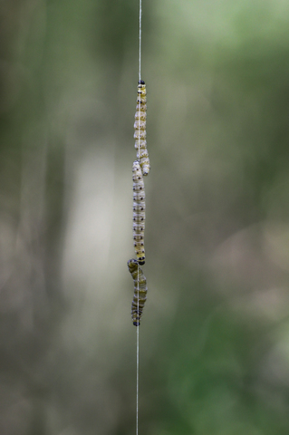 Yponomeuta padella (sur aubépine)