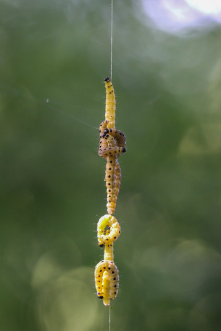 Yponomeuta padella (sur aubépine)