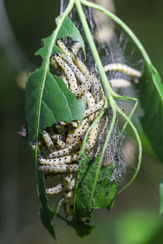 Yponomeuta padella (sur prunus)