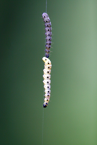 Yponomeuta padella