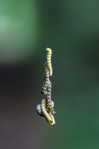 Yponomeuta padella