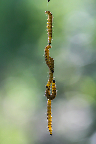 Yponomeuta padella