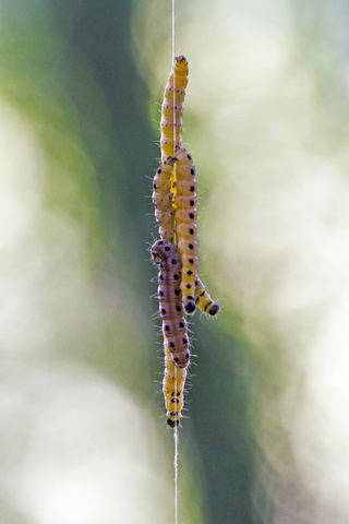 Yponomeuta padella